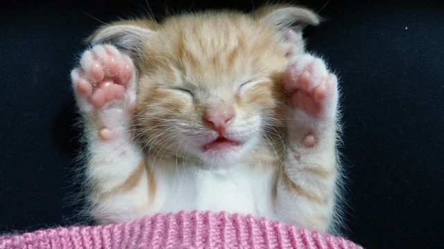 猫